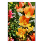 Colourful Snapdragons