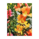 Colourful Snapdragons