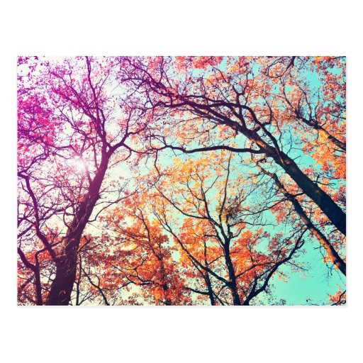 Colourful trees post card