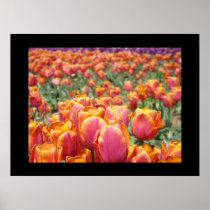 Colourful Tulip Flowers art prints Tulips Floral