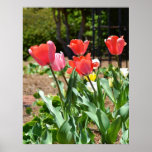 Colourful Tulips Print
