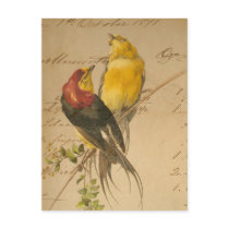 Colourful Vintage Birds On Vintage Ledger Paper