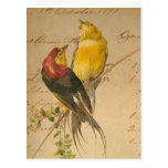 Colourful Vintage Birds On Vintage Ledger Paper Postcard
