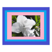 Colours in Azalea Photo