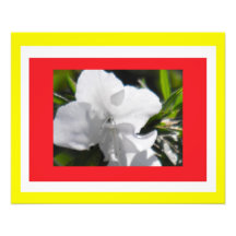 Colours in Azalea Photo Print