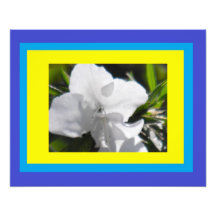 Colours in Azalea Photographic Print