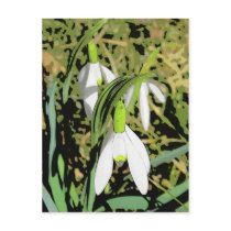 Colours of Spring Postcards