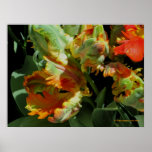 Colours of Spring Poster