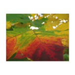 Colours of the Maple Leaf Postcard