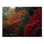 Colours, Westonbirt Arboretum Post Card