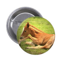 Colt Button buttons