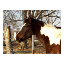 Colt of Many Colours Postcard