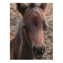 Colt Photo Postcard