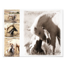 Colts will be Colts - Mustang Collage Photo Print