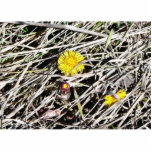 Coltsfoot Tussilago Farfa Photo Sculpture