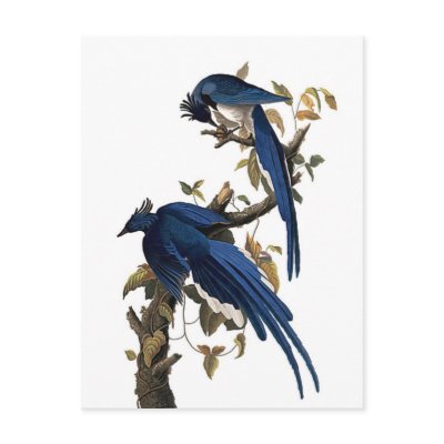 Columbia Jay by John James Audubon Postcard by Ladiebug