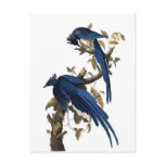 Columbia Jay by John James Audubon postcards
