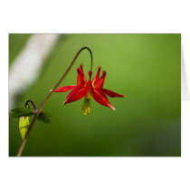 Columbine 01 greeting cards