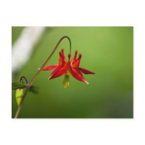 Columbine 01 post cards
