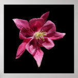 Columbine 57 ~ print