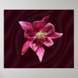 Columbine 57M ~ print