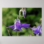 Columbine And Bee Flower Photography Poster Print