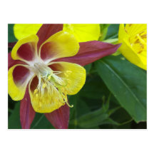 Columbine and Prairie Buttercups Post Card