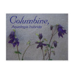 COLUMBINE, AQUELEGIA HUBRIDA POST CARDS