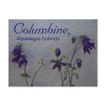 COLUMBINE, AQUELEGIA HUBRIDA POST CARDS