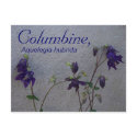 COLUMBINE, AQUELEGIA HUBRIDA postcards