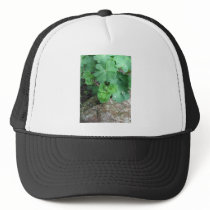 Columbine Ball Cap Hat