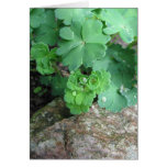 Columbine Blank Cards