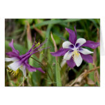Columbine Blooms Card