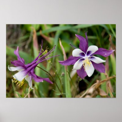 Columbine Blooms Poster by fiber_fool