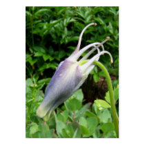 Columbine bud ~ ATC Business Card Templates