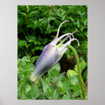 Columbine bud ~ print