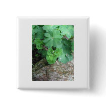 Columbine Button