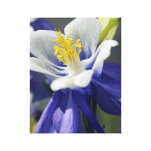 COLUMBINE CANVAS PRINTS