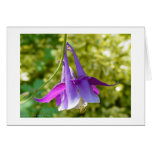 Columbine cards
