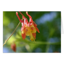 columbine cards