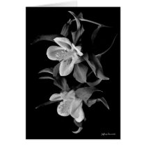 columbine greeting card