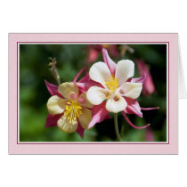 Columbine Cards
