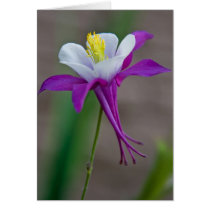 Columbine Cards