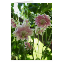 columbine greeting card