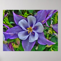 Columbine colour print