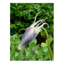 Columbine Dragon ~ postcard