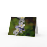 Columbine Flower 7 cards