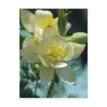 Columbine flower means to win postcards