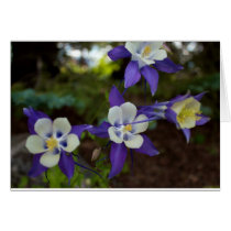 Columbine Flowers Card