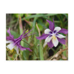 Columbine Flowers Postcards